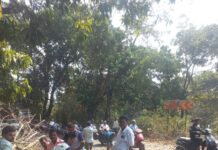 माजगाव पॅलेस परिसरात झाड कोसळून महामार्ग ठप्प; दिनेश सावंत यांच्या तत्परतेमुळे वाहतूक झाली सुरळीत