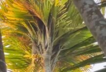 निसर्गाचा अद्भुत चमत्कार! वेंगुर्ल्यात सुपारीच्या झाडाला तब्बल १० पेक्षा अधिक फांद्या..