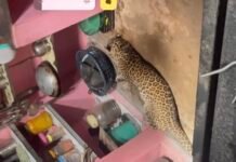 वेंगुर्ला दाभोली येथे स्वयंपाकघरात शिरला बिबट्या; परिसरात खळबळ