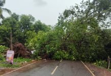 सिंधुदुर्गात वादळी पावसाचा तडाखा; वेंगुर्ला-बेळगाव राज्य मार्गावर सुमारे १०० वर्षांचे वडाचे झाड उन्मळून पडले!