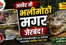 अखेर ती भलीमोठी मगर जेरबंद! पिंगुळी गणेशकोंडमधील २४ तासांच्या थरारानंतर वनविभागाला यश